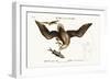 The White-Headed Eagle, 1749-73-Mark Catesby-Framed Giclee Print