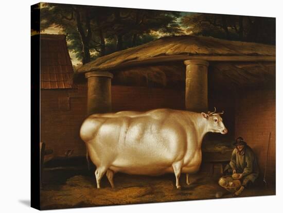 The White Heifer That Travelled, with a Man Slicing Turnips in a Stable Yard, 1811-Thomas Weaver-Stretched Canvas