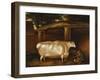 The White Heifer That Travelled, with a Man Slicing Turnips in a Stable Yard, 1811-Thomas Weaver-Framed Giclee Print