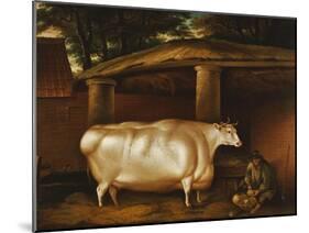 The White Heifer That Travelled, with a Man Slicing Turnips in a Stable Yard, 1811-Thomas Weaver-Mounted Giclee Print