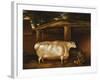 The White Heifer That Travelled, with a Man Slicing Turnips in a Stable Yard, 1811-Thomas Weaver-Framed Giclee Print