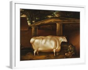 The White Heifer That Travelled, with a Man Slicing Turnips in a Stable Yard, 1811-Thomas Weaver-Framed Giclee Print