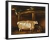 The White Heifer That Travelled, with a Man Slicing Turnips in a Stable Yard, 1811-Thomas Weaver-Framed Giclee Print