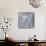 The White Hibiscus, 2009-Annael Anelia Pavlova-Mounted Giclee Print displayed on a wall
