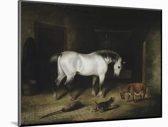 The White Horse-John Frederick Herring II-Mounted Giclee Print