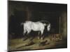 The White Horse-John Frederick Herring II-Mounted Giclee Print