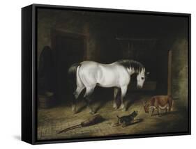 The White Horse-John Frederick Herring II-Framed Stretched Canvas