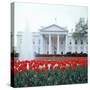 The White House-null-Stretched Canvas