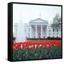 The White House-null-Framed Stretched Canvas