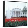 The White House-null-Framed Stretched Canvas