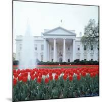 The White House-null-Mounted Photographic Print
