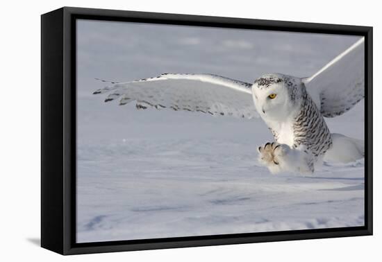 The White Hunter-Mircea Costina-Framed Stretched Canvas