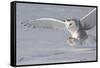 The White Hunter-Mircea Costina-Framed Stretched Canvas