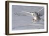 The White Hunter-Mircea Costina-Framed Photographic Print