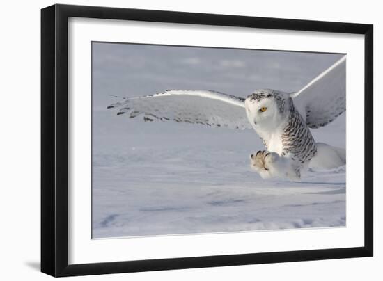 The White Hunter-Mircea Costina-Framed Photographic Print