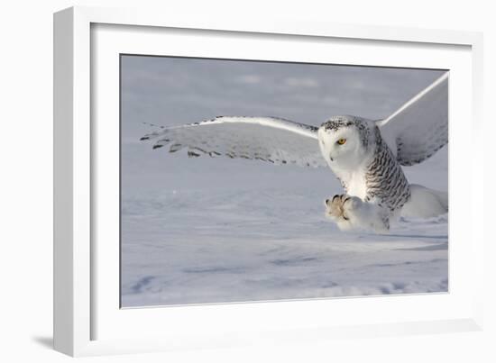 The White Hunter-Mircea Costina-Framed Photographic Print