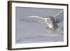 The White Hunter-Mircea Costina-Framed Photographic Print