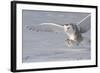 The White Hunter-Mircea Costina-Framed Photographic Print