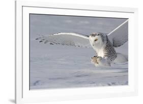 The White Hunter-Mircea Costina-Framed Photographic Print