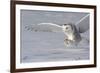 The White Hunter-Mircea Costina-Framed Photographic Print