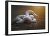 The White Legend-Shikhei Goh-Framed Giclee Print