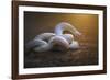 The White Legend-Shikhei Goh-Framed Giclee Print