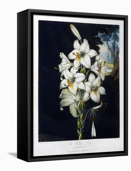 The White Lily, 1799-Robert John Thornton-Framed Stretched Canvas