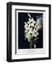 The White Lily, 1799-Robert John Thornton-Framed Giclee Print