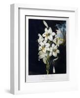 The White Lily, 1799-Robert John Thornton-Framed Giclee Print