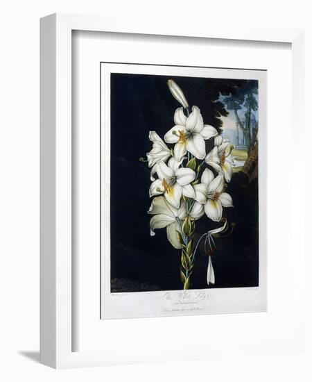 The White Lily, 1799-Robert John Thornton-Framed Giclee Print