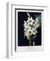 The White Lily, 1799-Robert John Thornton-Framed Giclee Print