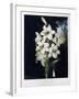The White Lily, 1799-Robert John Thornton-Framed Giclee Print