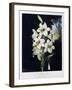 The White Lily, 1799-Robert John Thornton-Framed Giclee Print