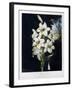 The White Lily, 1799-Robert John Thornton-Framed Giclee Print