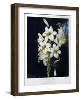 The White Lily, 1799-Robert John Thornton-Framed Giclee Print