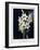 The White Lily, 1799-Robert John Thornton-Framed Giclee Print