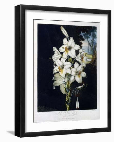 The White Lily, 1799-Robert John Thornton-Framed Giclee Print