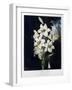 The White Lily, 1799-Robert John Thornton-Framed Giclee Print