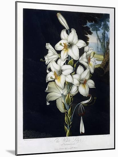 The White Lily, 1799-Robert John Thornton-Mounted Giclee Print