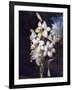 The White Lily with Variegated Leaves-null-Framed Art Print