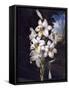 The White Lily with Variegated Leaves-null-Framed Stretched Canvas