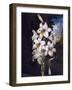 The White Lily with Variegated Leaves-null-Framed Art Print