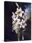 The White Lily with Variegated Leaves-null-Stretched Canvas