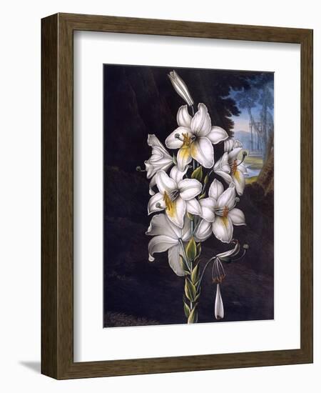 The White Lily with Variegated Leaves-null-Framed Art Print