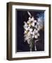 The White Lily with Variegated Leaves-null-Framed Art Print