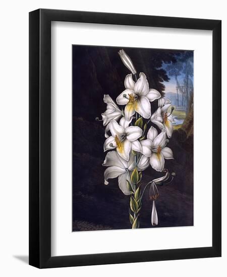 The White Lily with Variegated Leaves-null-Framed Art Print