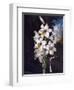 The White Lily with Variegated Leaves-null-Framed Art Print