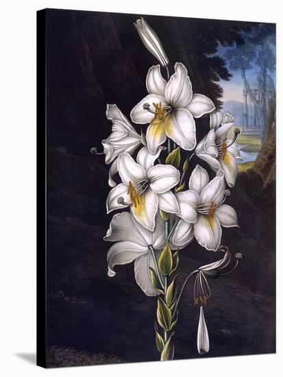 The White Lily with Variegated Leaves-null-Stretched Canvas