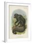 The White-Nosed Saki-null-Framed Giclee Print