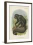 The White-Nosed Saki-null-Framed Giclee Print